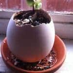 eggling