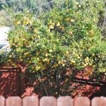 lemontree
