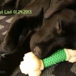 Sleepy-puppy