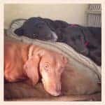 three-dogs-on-a-bed-2