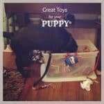 dog-toy-text