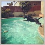Olive-Jumping