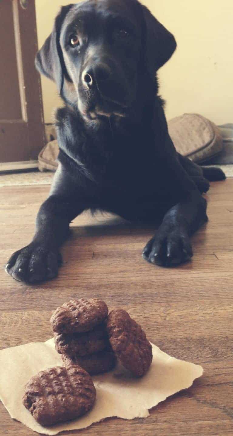 Pumpkin and Molasses Homemade Dog Treats Betsy Life