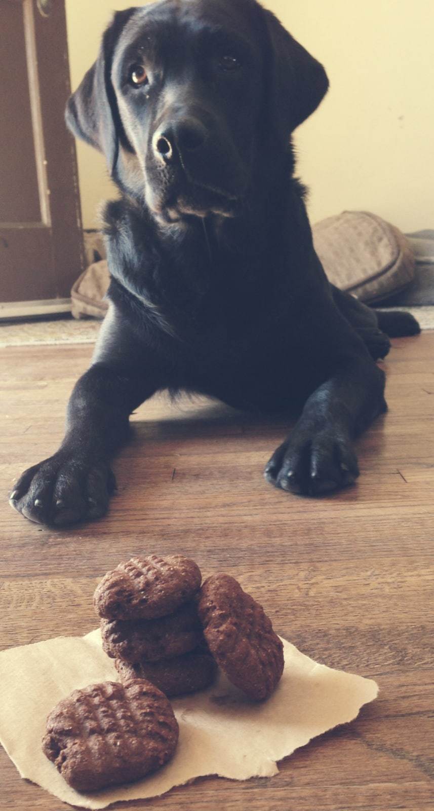 Black labrador laying in front of a pile of dog treats