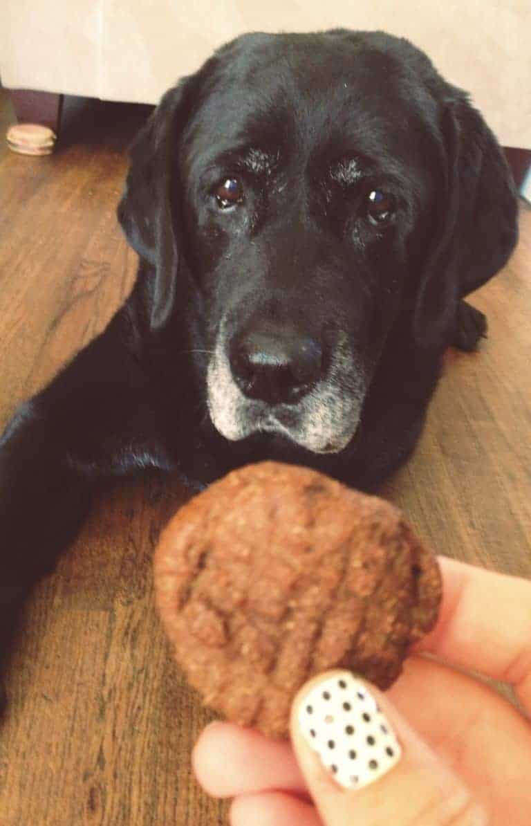 Pumpkin and Molasses Homemade Dog Treats Betsy Life
