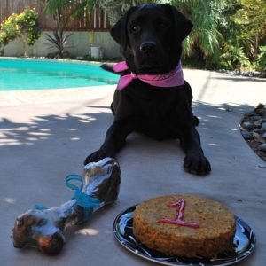 Dog birthday cake recipe